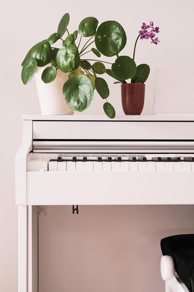 绿色植物在白色和黑色的钢琴
